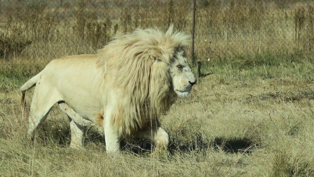 rhino and lion nature reserve