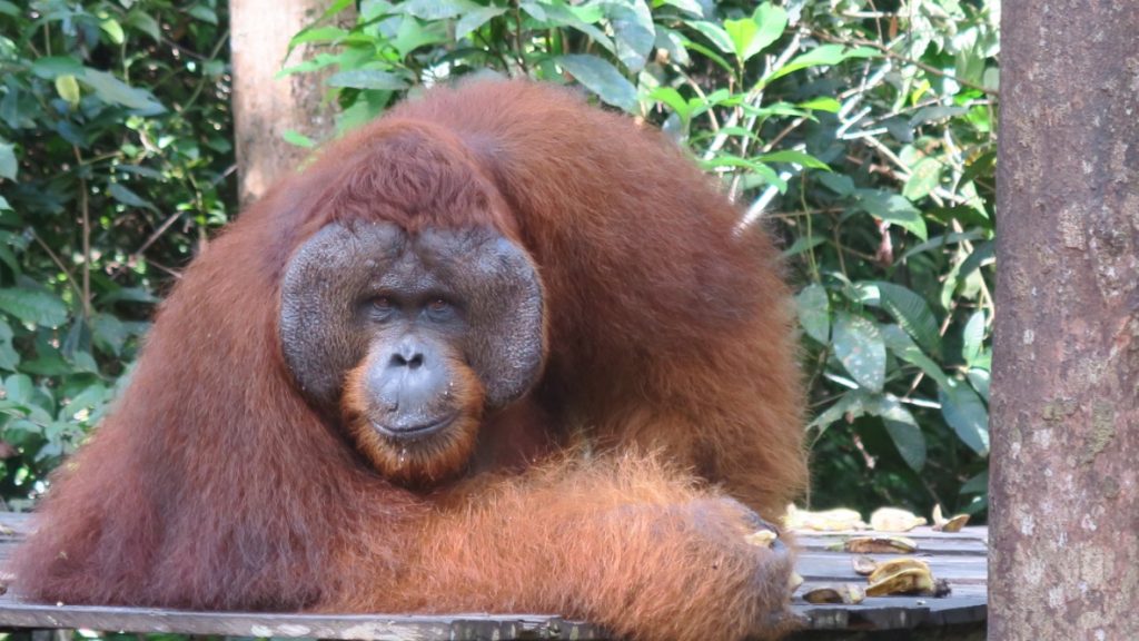 orangutan in tanjung puting national park