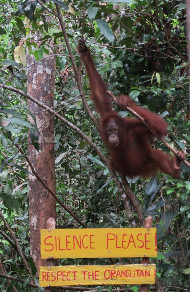 Tanjung Puting National Park